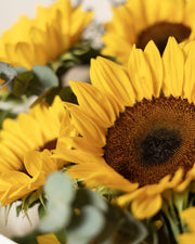 Sunflower Harvest