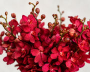 Ruby Orchid
