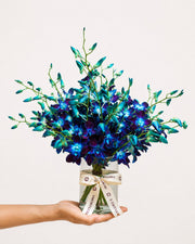 Ocean Orchid