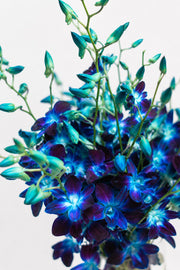 Ocean Orchid