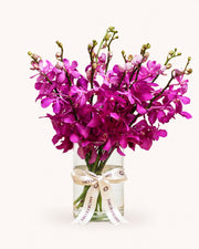 Orchid In Bloom