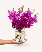 Orchid In Bloom