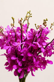 Orchid In Bloom