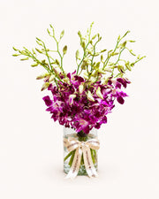Purple Rain Orchid
