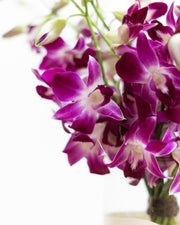 Purple Rain Orchid