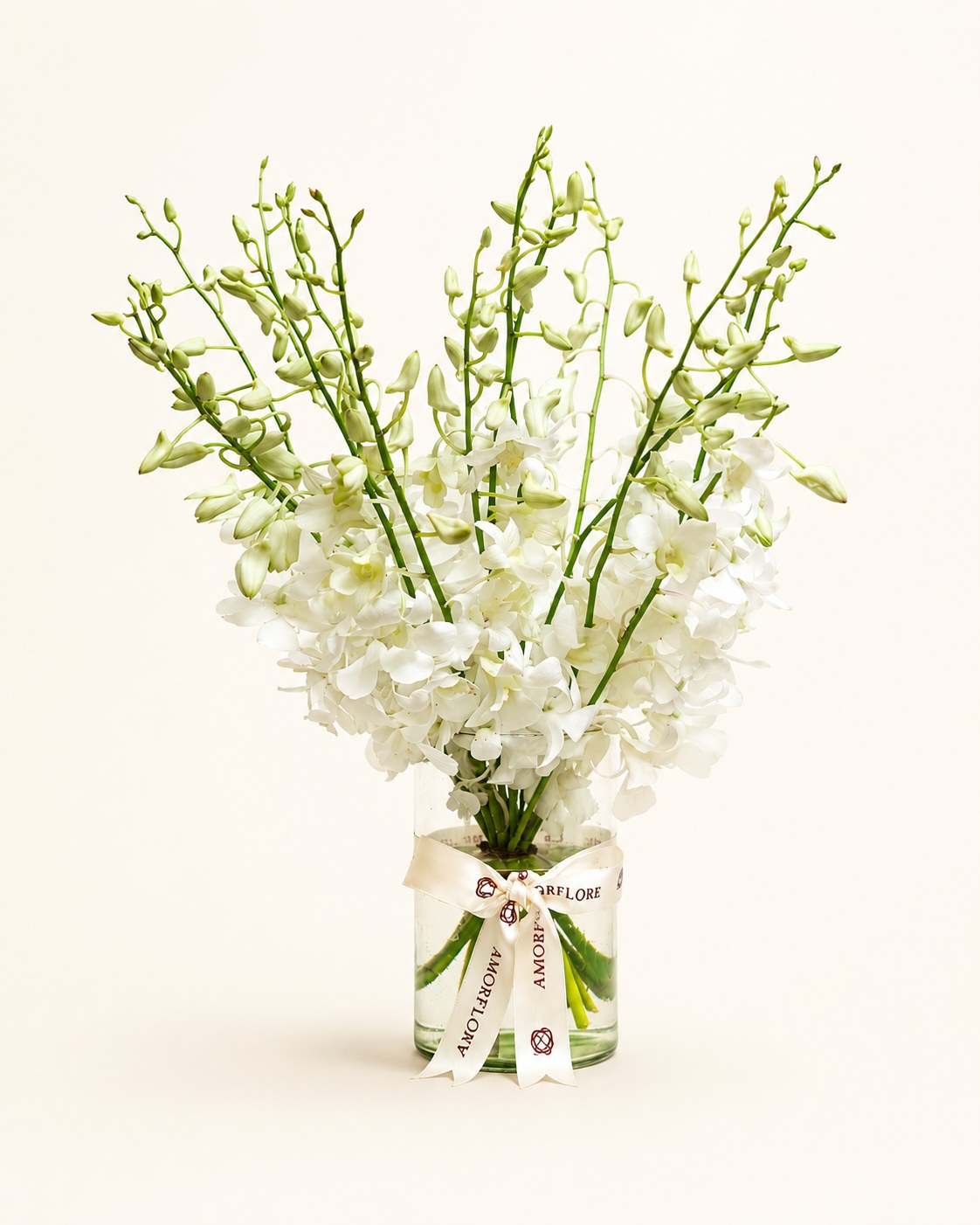 Pearl Orchid