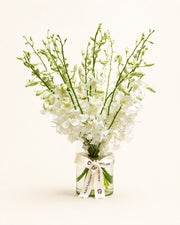 Pearl Orchid