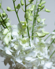 Pearl Orchid