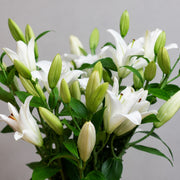 Tomorrow's Bloom